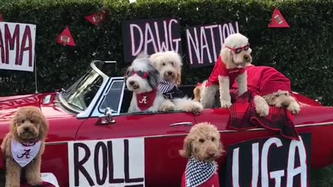 Roll tide georgia alabama dogs in car