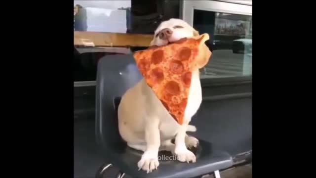 the most incredible and funny animal videos