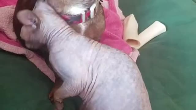 Sphynx cat loves her daschund_1080p