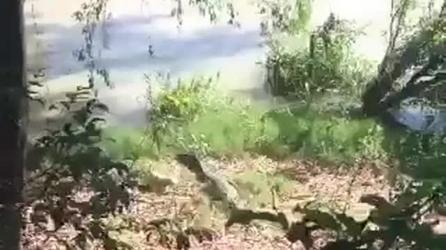 Ele foi brincar com Jacaré e se deu mal