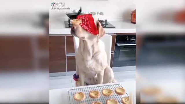 Adorable and Funny Dogs React To Food 😂😂 Must Watch