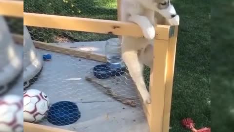 baby husky escape