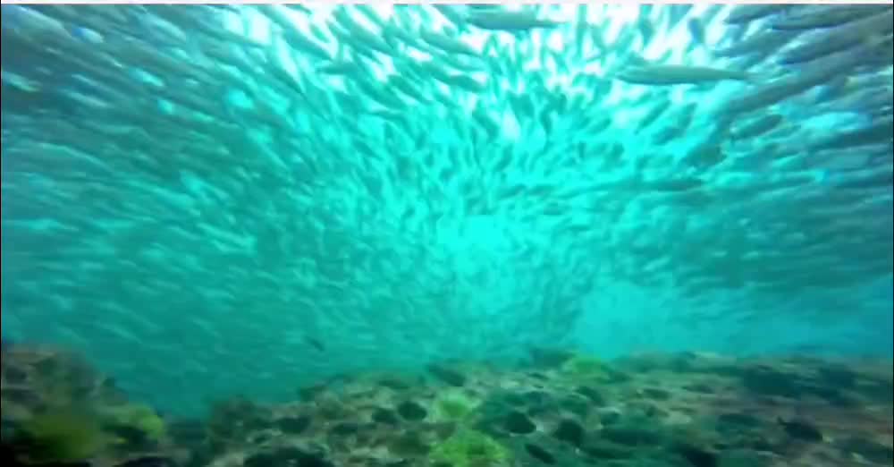 Scuba diver films aquatic bird catching fish 40 feet underwater