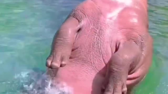 relaxing hippo