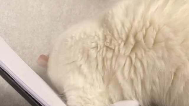 Kittens are also occasionally sad, but only occasionally
