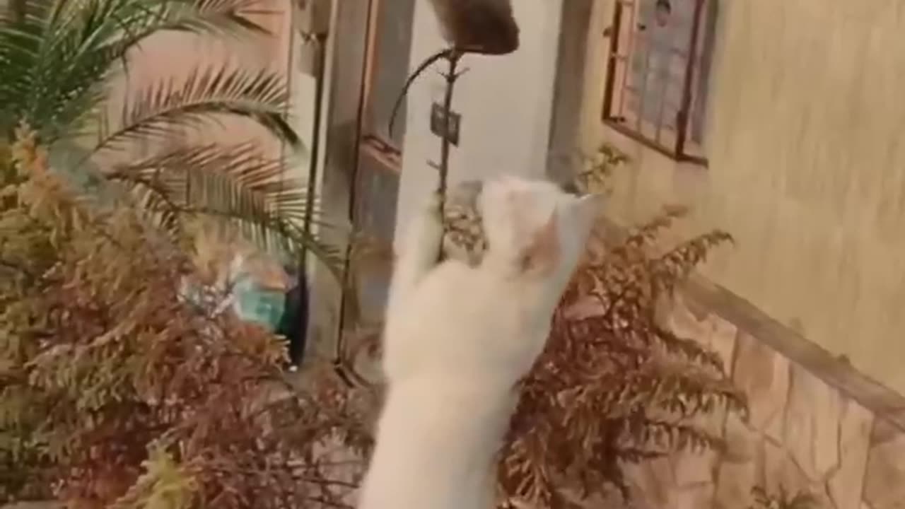 Funniest Animal video