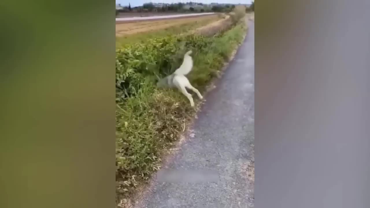 1 hours trending 😅 funny dogs and cats videos