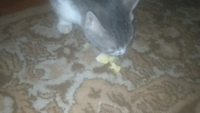 My cat eat