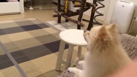 Top 10 Barking Dogs Compilation <3