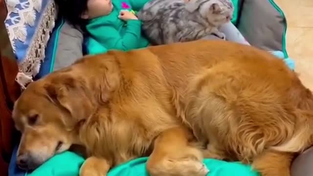 baby chilling with cat and dog