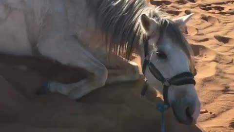 Rolling in the sand after a long day riding.