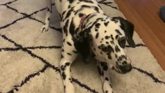 Food Dilemma for Dalmatian