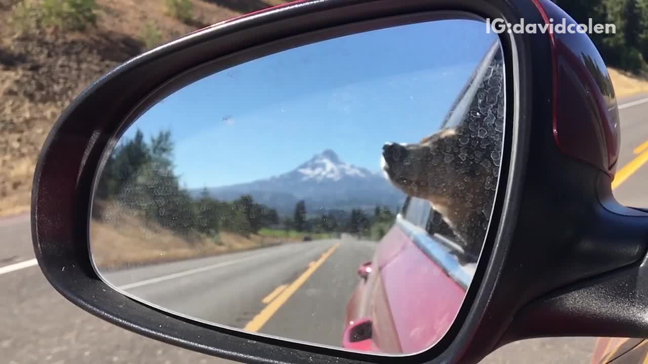 Slow mo brown dog has head out red truck mountain background