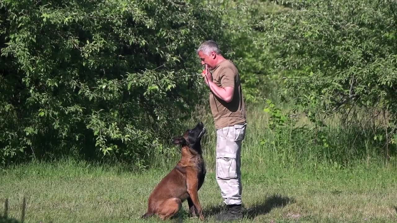 Fundamental Dog Training – TOP 10 Essential Commands Every Dog Should Know!