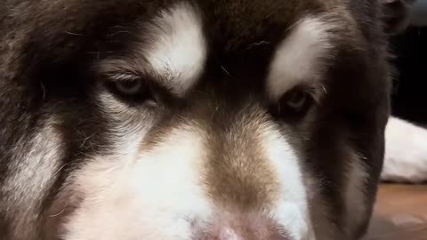 Since I got a dog, I feel like I have become a parent in an instant.