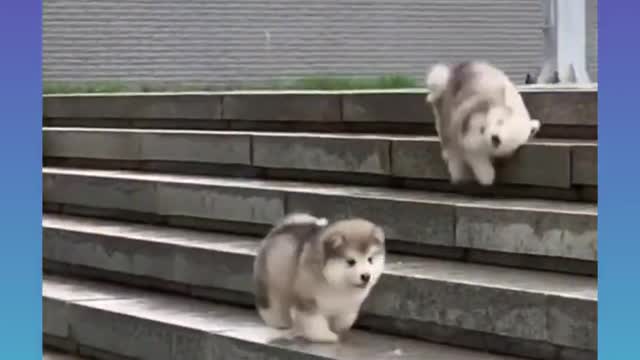 🐕baby dog2021🐶cute dogs🐕 funny dog,🐶dog compilation🐕short video🐶 cute animals videos🐕