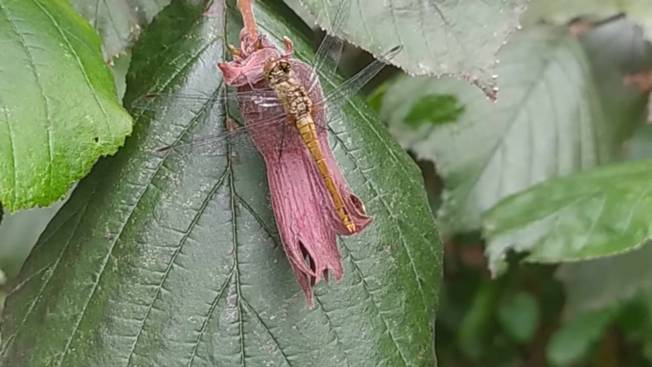 A dragonfly from my garden