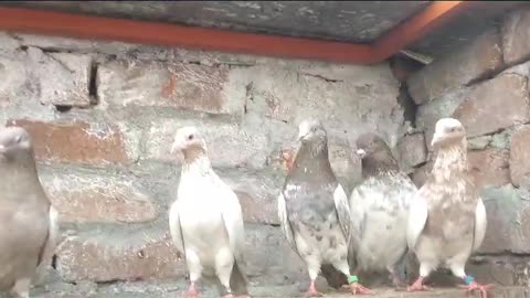 Beautifulpigeon breeder pair best flying