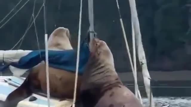 ENORMOUS sea lions almost sink boat