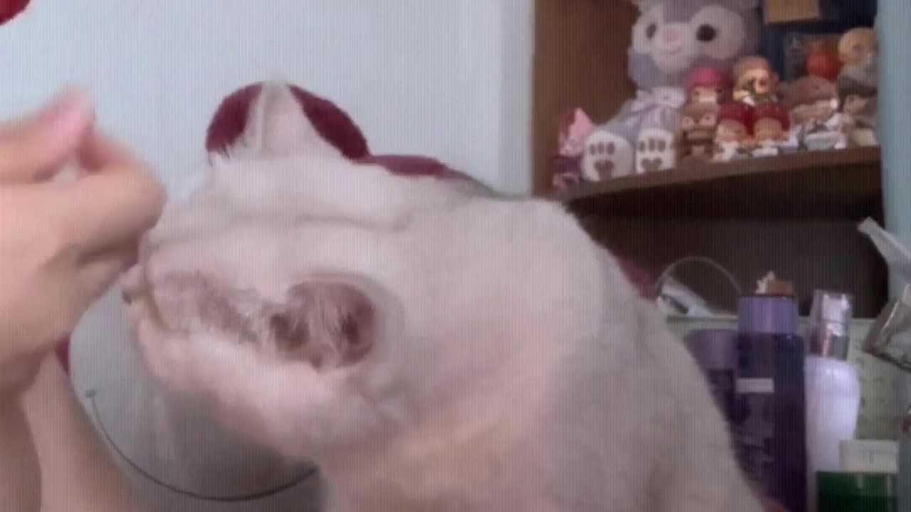 Cats: You're performing so hard, don't you let me have a bite?