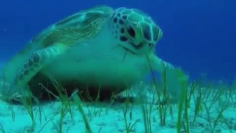 sea turtle