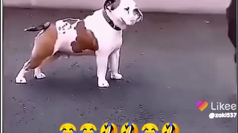 Doggy funny Got video