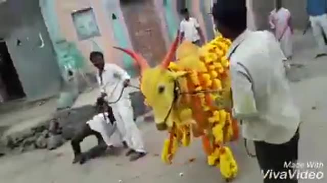 Cow dance