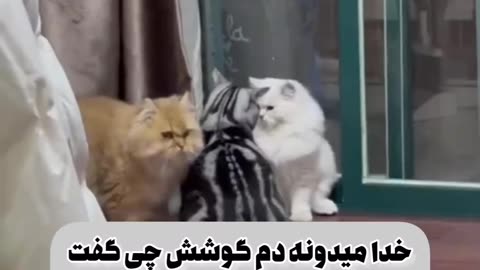 Angry cats 🤣