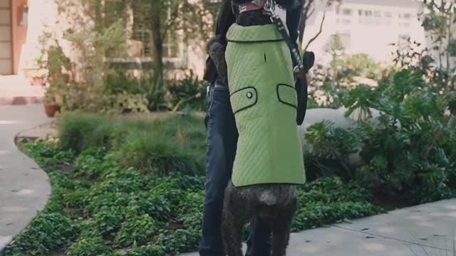 Dog Training By funny way