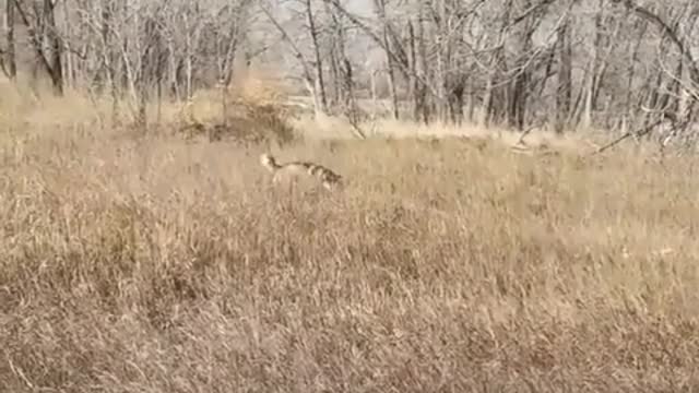 Dog jumping around in the grass, it's really fun