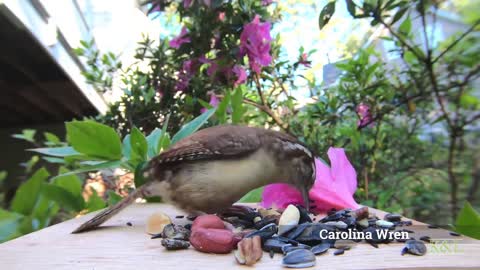 Carolina Wren - House Finch