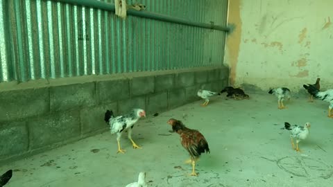 Rooster fight