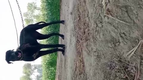 My big dog tiger