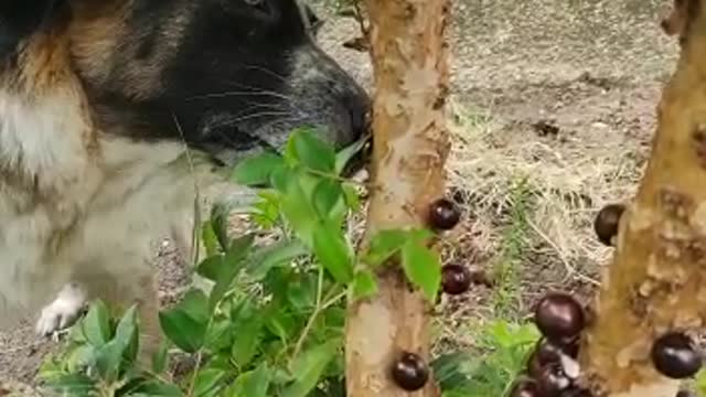 Dog eating jabuticaba