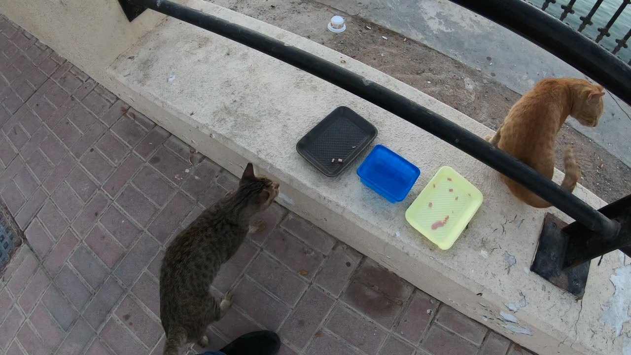 MICHAEL JACKSON & ED SHEERAN - Homeless cats in Ras Al Khaimah, UAE #cat #EdSheeran #MichaelJackson