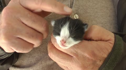 Newborn kitten in hand