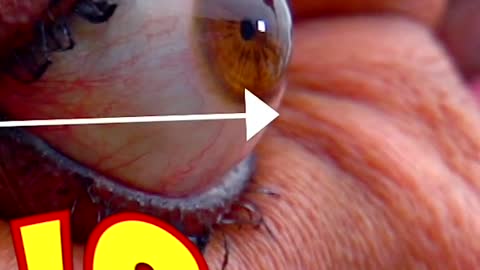 Farthest eyeball pop 12mm (0.47in) by Kim Goodman