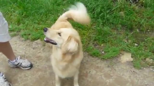 Tennis Ball Obsessed Dog Arrives at the Dog Park - too cute!