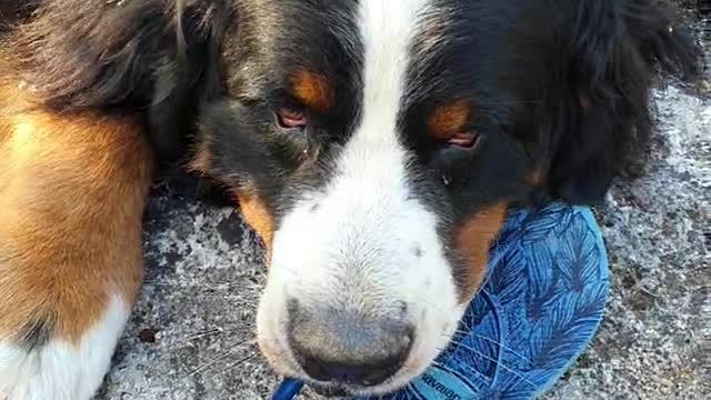 Bernese Mountain Dog steals a shoe