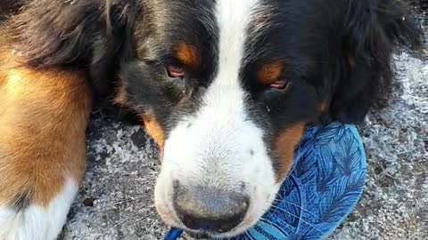 Bernese Mountain Dog steals a shoe