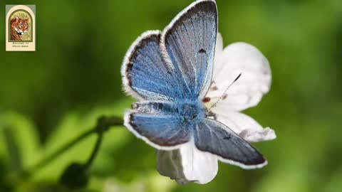 Beautiful Butterfly