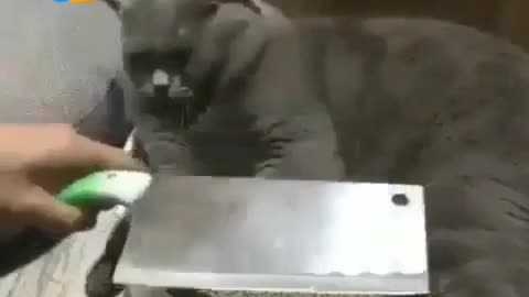 While cutting the nail to the cat??😱