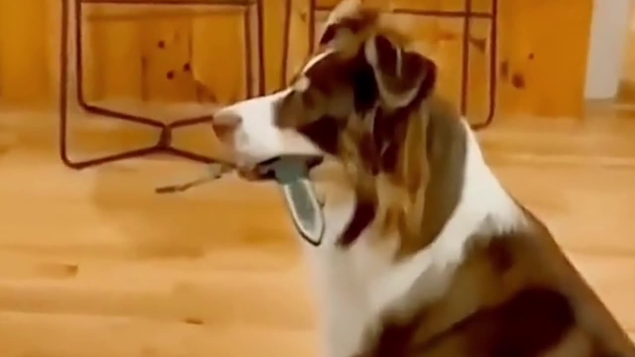 funny animals video