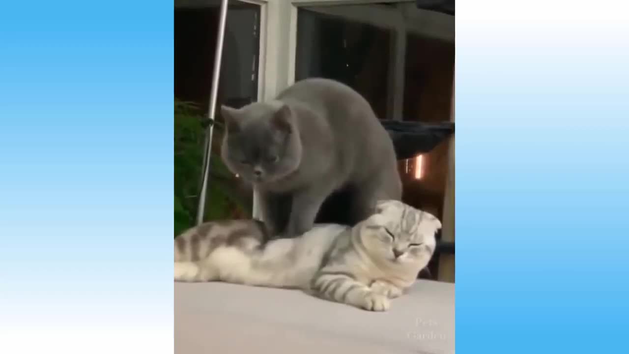 Funny and Cute Cats #2 2020 - Best Funny Cats Videos - Funny Animal Videos