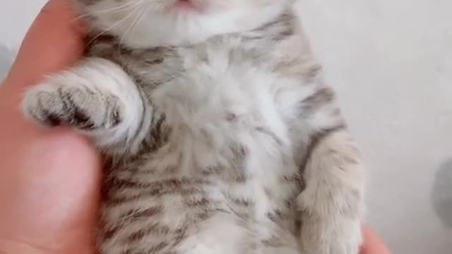 Super adorable kitty