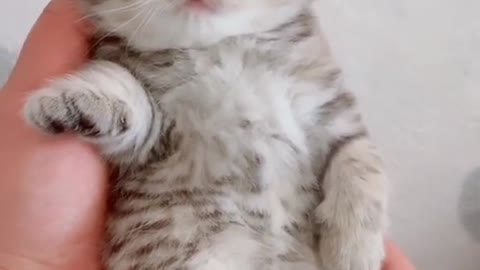 Super adorable kitty