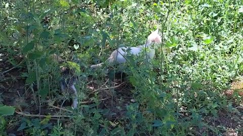 Little kittens play funny 🥰 The kitten fell from the tree.