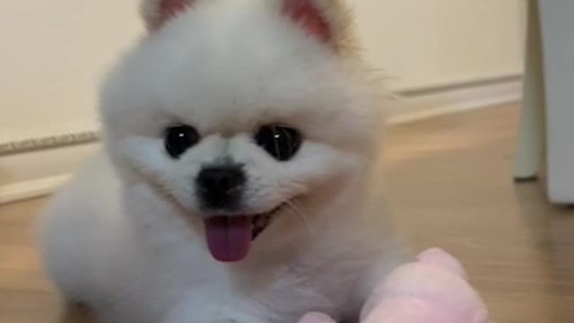 Pomerian puppy.