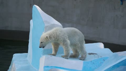 polar bear cub at the zoo