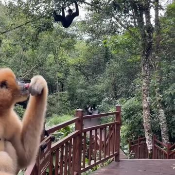 Monkeys acting for grapes 🍇 best view